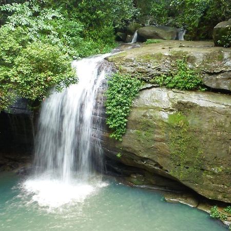 Buderim Forest Hideaway Extérieur photo