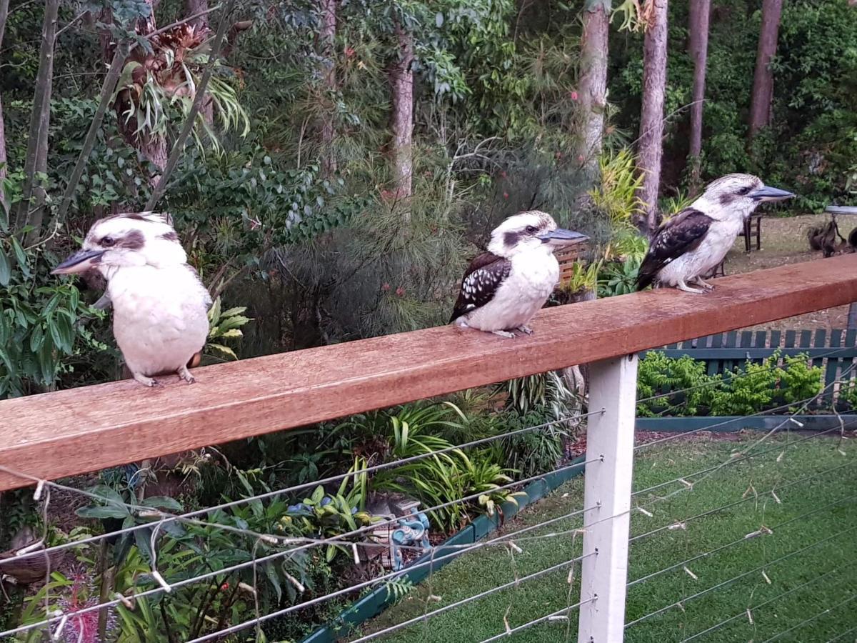 Bed and breakfast Buderim Forest Hideaway Extérieur photo