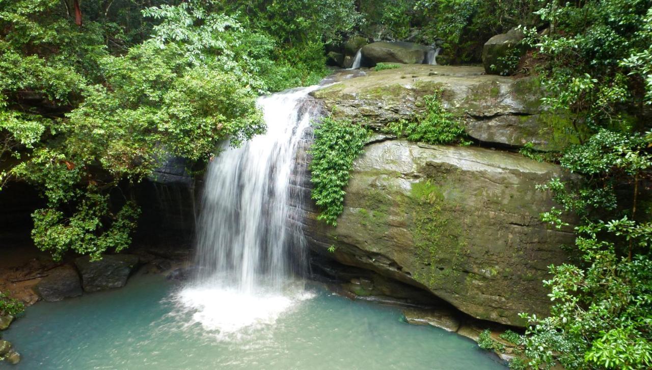 Bed and breakfast Buderim Forest Hideaway Extérieur photo