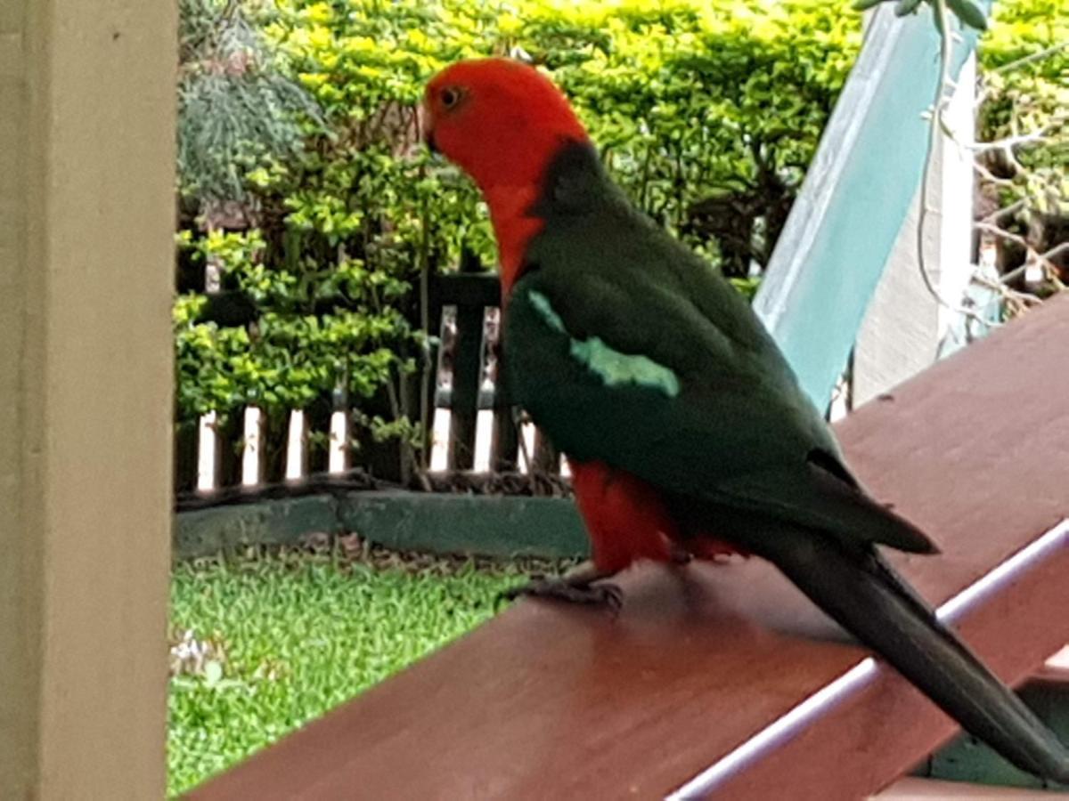 Buderim Forest Hideaway Extérieur photo